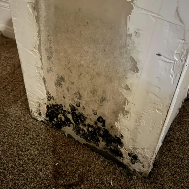 Professional Mold Removal in Columbia, PA